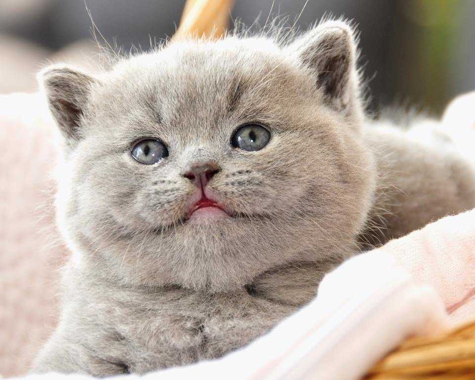 Имена Кошек Фото