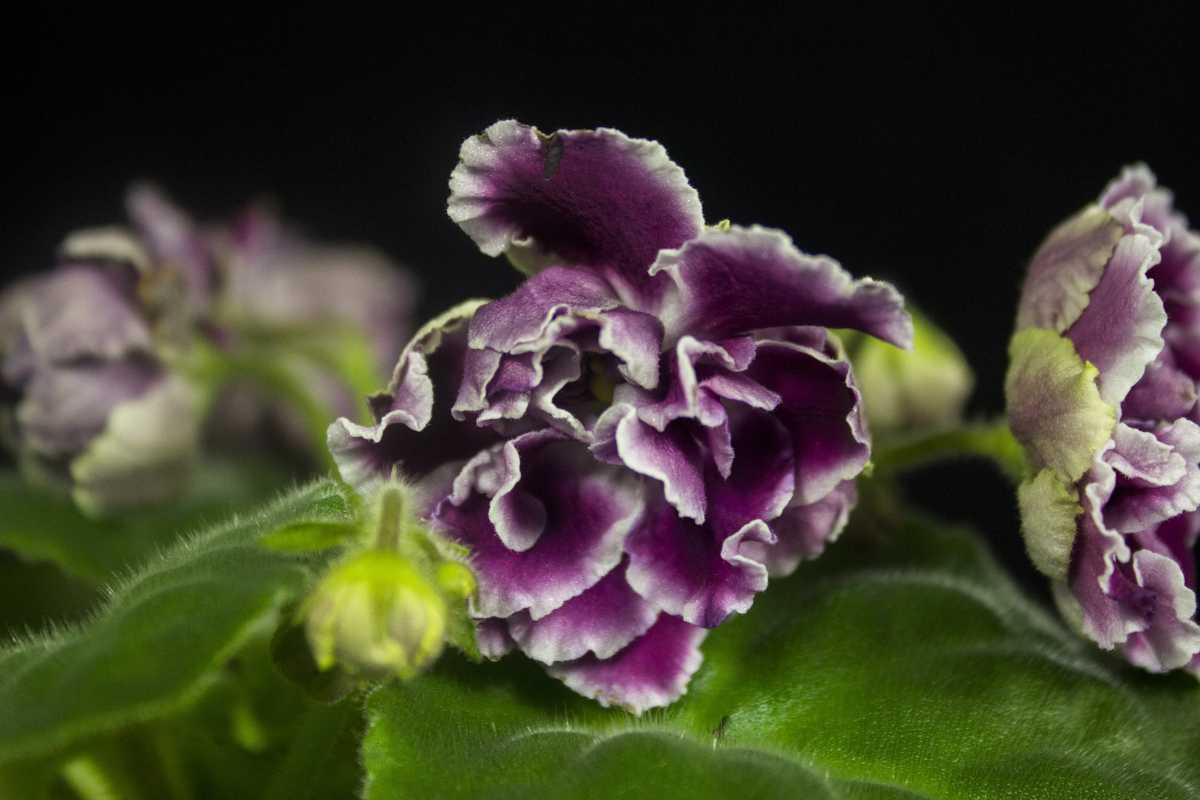 Ле серпантин фиалка. Фиалка химера розовая. Рс дуэнья фиалка. Фиалка рс визирь. Фиалки сорта рс.