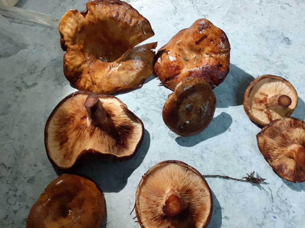 Свинухи грибы фото съедобные и несъедобные