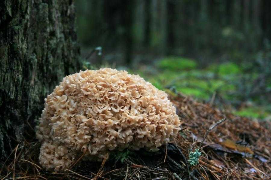 Съедобные Грибы Чечни Чеченской Республики Фото