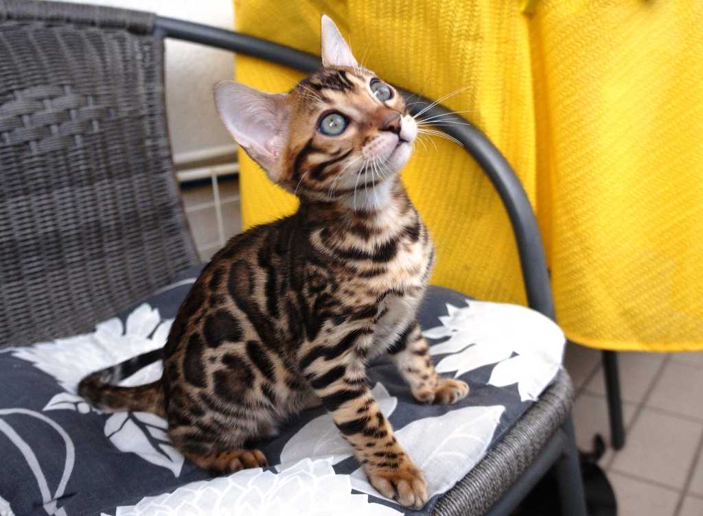 Бенгальская Кошка Фото Авито