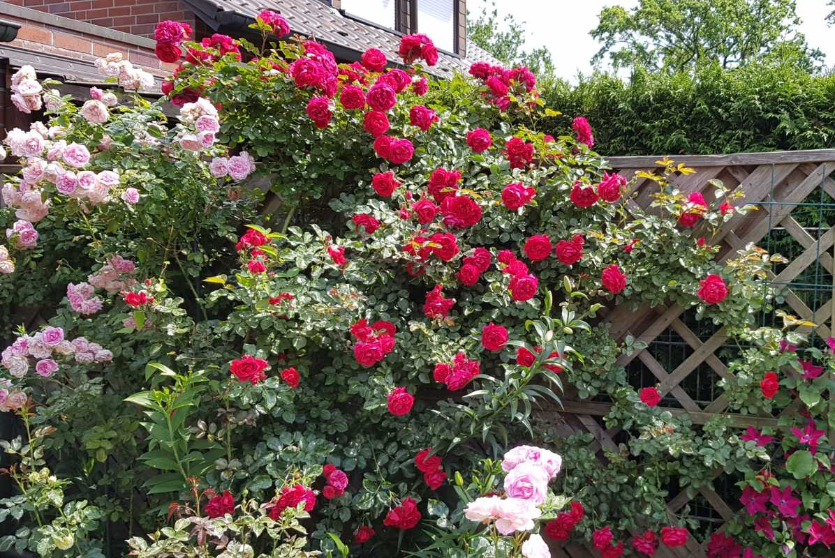 Купить Плетистую Розу В Минске