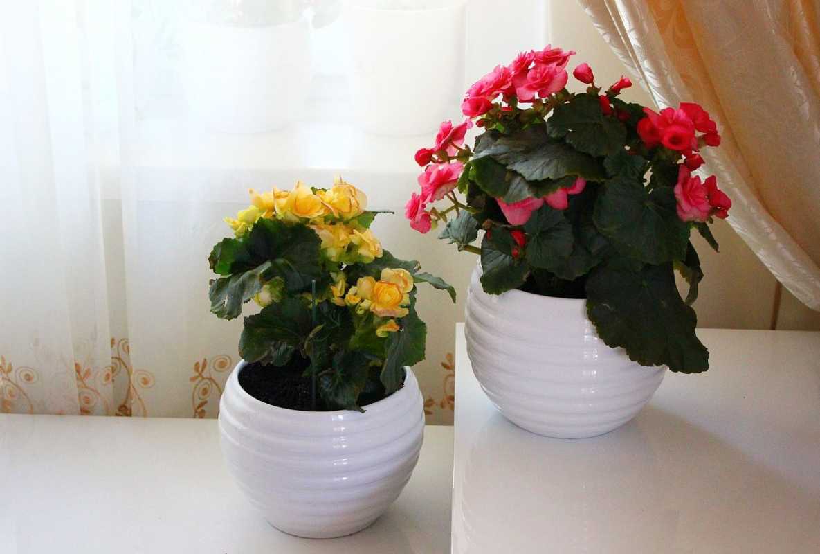 бегония клубневая в горшке. какой горшок нужен для бегонии. бегония криспа маргината. горшок бегония104371. бегония элатиор отцвела.