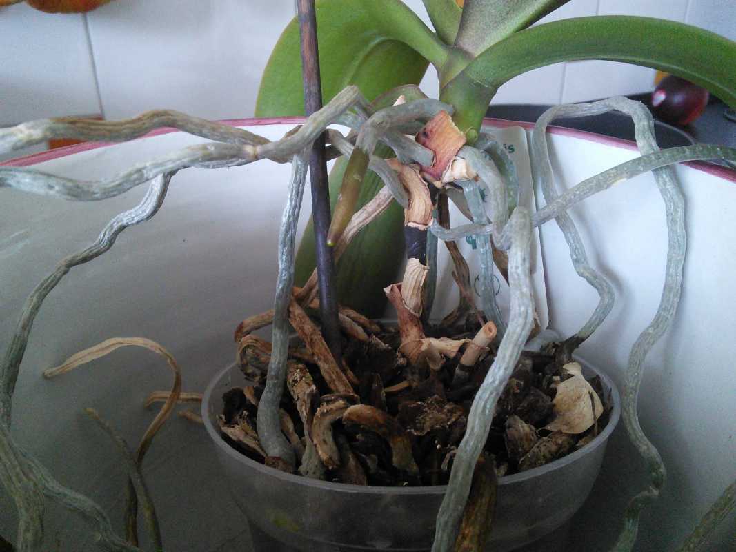 Орхидея длинные корни